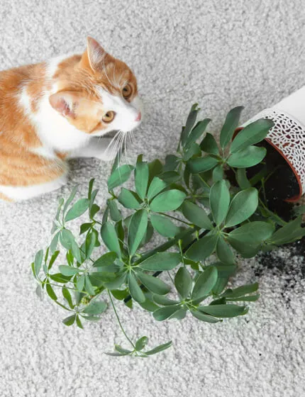 pet-carpet-stain | Cherry City Interiors and Design