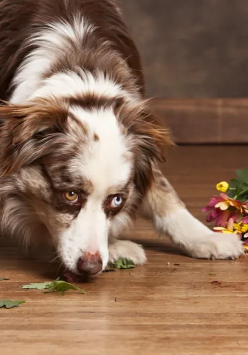 Hardwood care | Cherry City Interiors and Design